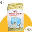 golden retriever puppy 12kg